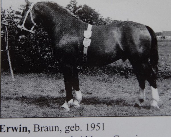 Deckhengst Erwin von Lehesten Th 727 (Schweres Warmblut, 1951, von Edelmann Th 670)