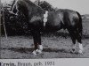 Deckhengst Erwin von Lehesten Th 727 (Schweres Warmblut, 1951, von Edelmann Th 670)