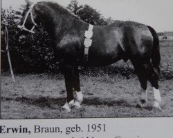 Deckhengst Erwin von Lehesten Th 727 (Schweres Warmblut, 1951, von Edelmann Th 670)