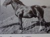 stallion Georg (Oldenburg, 1921, from Gregor 2630)