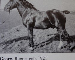 stallion Georg (Oldenburg, 1921, from Gregor 2630)