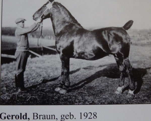 stallion Gerold (Oldenburg, 1928, from Georg)