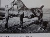 stallion Gerold (Oldenburg, 1928, from Georg)
