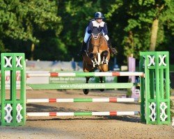 jumper Onoko de muze (Belgian Warmblood, 2014, from Elvis Ter Putte)