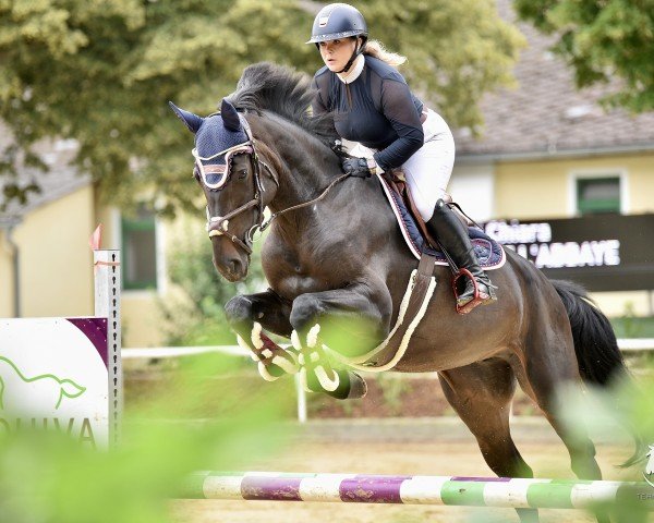jumper Abby de L'Abbaye (German Sport Horse, 2019, from Adzaro de l'Abbaye)