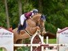 jumper Capo 2 (Oldenburg show jumper, 2013, from Cador 5)