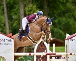 jumper Capo 2 (Oldenburg show jumper, 2013, from Cador 5)