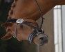 dressage horse Pitti Pit (German Riding Pony, 2015, from Playback)