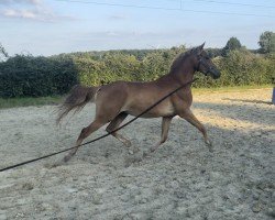 dressage horse Cuddles (German Riding Pony, 2022, from Cassius G)