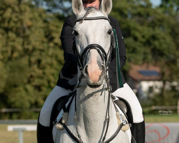 Springpferd Zeus 175 (Holsteiner, 2011, von Zirocco Blue)