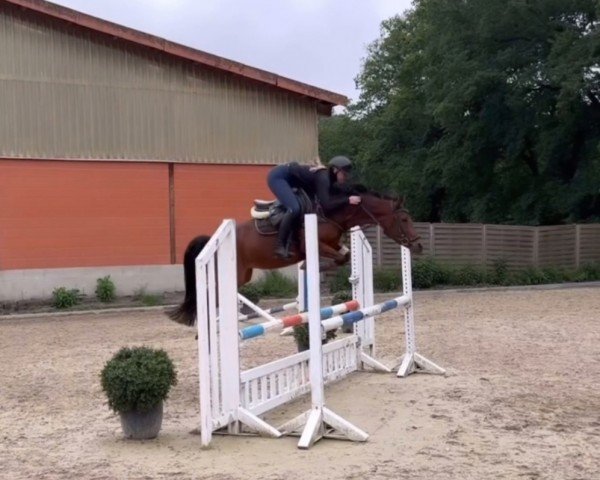 dressage horse Dina (German Riding Pony, 2019, from Dimension AT NRW)