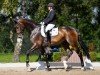 dressage horse San Diego 201 (Hanoverian, 2017, from Scolari)