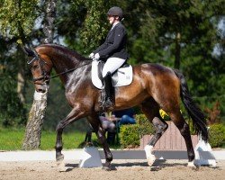 dressage horse San Diego 201 (Hanoverian, 2017, from Scolari)