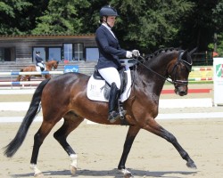 dressage horse King Nottingham (Swedish Warmblood, 2018, from Four Legends)