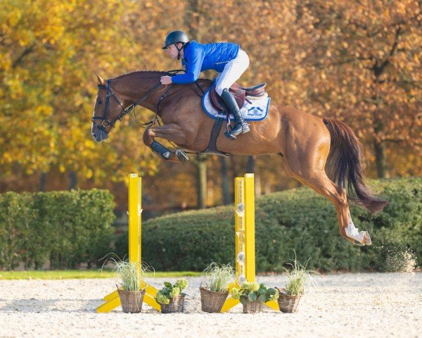 stallion Astronomic VH Legita Hof Z (Zangersheide riding horse, 2017, from Aganix du Seigneur)