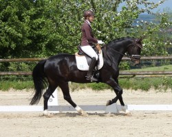 dressage horse Katana 12 (KWPN (Royal Dutch Sporthorse), 2010)