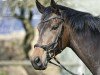 dressage horse Ramiro Pride (Rhinelander, 2015, from Rock Forever NRW)