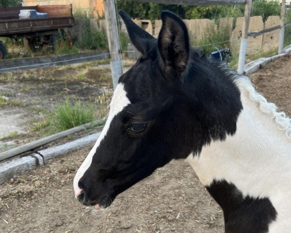 Fohlen von Galaktika RZ (Trakehner, 2024, von Göteborg)