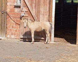 Fohlen von Kaleo vom Körler Berg (Deutsches Classic Pony, 2024, von Karlos)