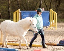 dressage horse Loki (Shetland Pony, 2016)