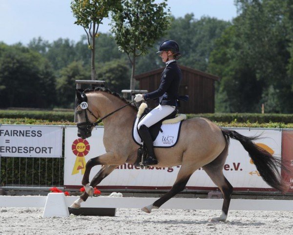 dressage horse Mr. Moon 10 (German Riding Pony, 2020, from Heitholms Mr. Mystic)