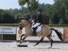 Dressurpferd Mr. Moon 10 (Deutsches Reitpony, 2020, von Heitholms Mr. Mystic)