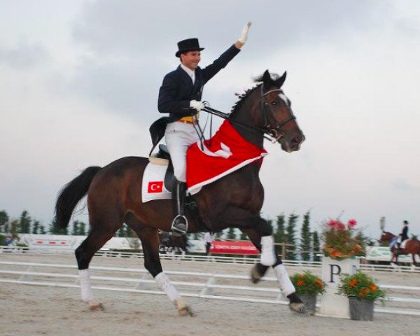 Pferd Kommandeur (KWPN (Niederländisches Warmblut), 1992, von Zuidhorn)