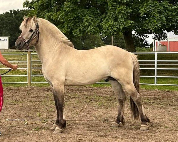 horse Rikko (Fjord Horse, 2022, from Reyk vom Eekbarg)