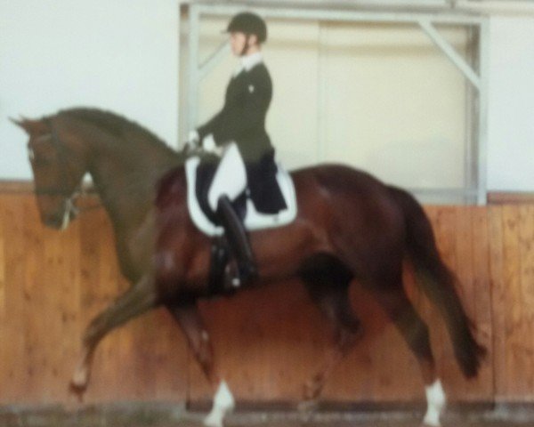 Dressurpferd Royal Cedrik (Oldenburger, 2010, von Royal Classic I)