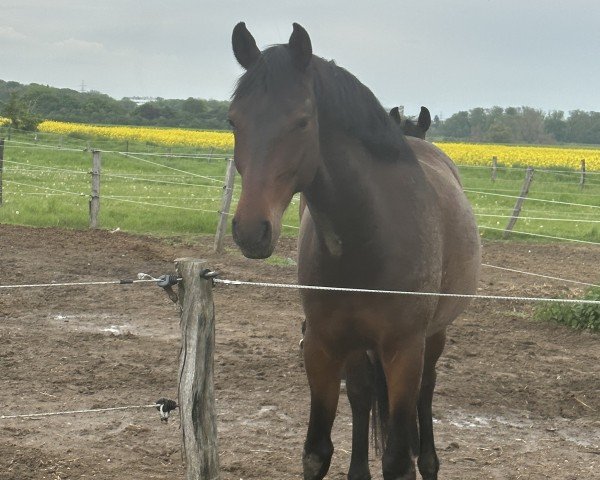 dressage horse Belair (Hanoverian, 2019, from Bel Amour 3)