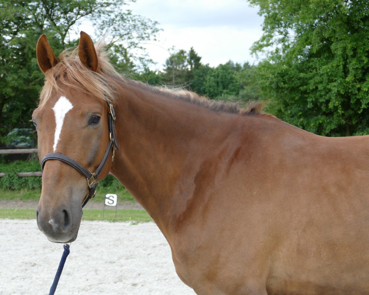 Springpferd Elfenbaron (Oldenburger, 2018, von Blue Hors Baron)