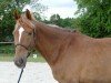 dressage horse Elfenbaron (Oldenburg, 2018, from Baron)