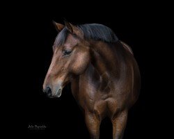 dressage horse Frieda Gold 32 (German Sport Horse, 2013, from Feu D'Or 2)