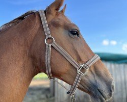 dressage horse Rioja Rea TB (Trakehner, 2022, from Giuliani)