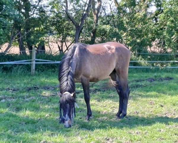 Springpferd Amigo CH (Westfale, 2022, von Aviador)