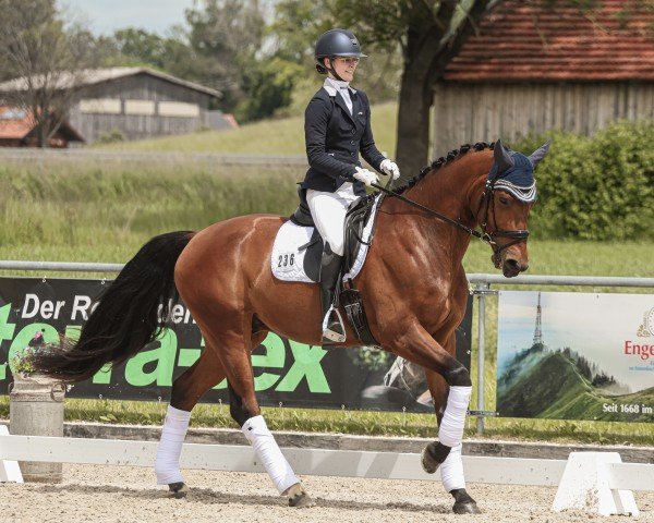 dressage horse Sir Emil (Hanoverian, 2018, from Escolar)