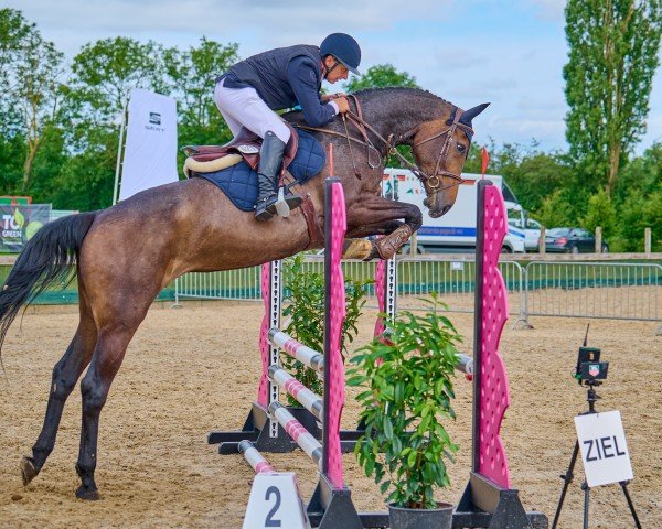 broodmare Istra du Château ZD (Selle Français, 2018, from Cornet Obolensky)