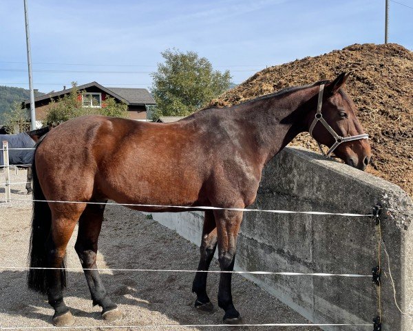 Springpferd Big Bang II (+) (Belgisches Warmblut, 2007)