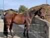 jumper Big Bang II (+) (Belgian Warmblood, 2007)