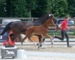 foal by Tamino Dante (Westphalian, 2024, from Taurus)