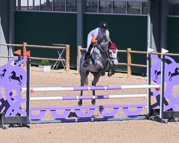 broodmare Coachella 7 (Oldenburg show jumper, 2013, from Christian 25)