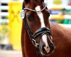 broodmare Duchess (German Riding Pony, 2020, from D-Gold AT NRW)