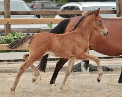 foal by Glückskeks B (German Riding Pony, 2024, from Glück Auf A)