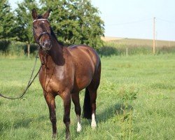 Pferd Charming Casanova (Westfale, 2004, von Collin L)