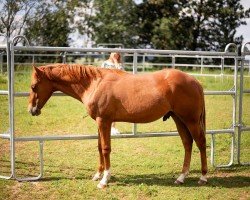 horse Mr Dual Diamond Dancer (Quarter Horse, 2023)