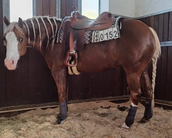 horse LDR Twenty One Gun (Quarter Horse, 2012, from LDR Gun Of Enterprise)