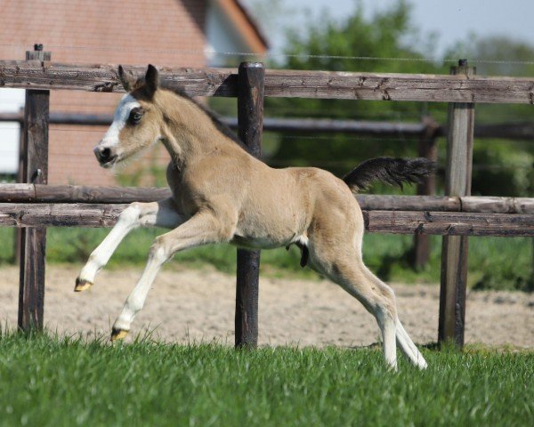 Fohlen von Schultze’s New Dresscode (Deutsches Reitpony, 2024, von Neverland WE)