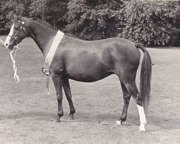 broodmare Keston Raindrop (Welsh Partbred, 1979, from Wingrove Minkino)