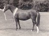 Zuchtstute Keston Raindrop (Welsh Partbred, 1979, von Wingrove Minkino)