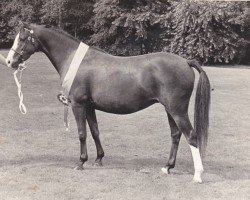 Zuchtstute Keston Raindrop (Welsh Partbred, 1979, von Wingrove Minkino)